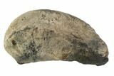 Fossil Whale Ear Bone - Miocene #95735-1